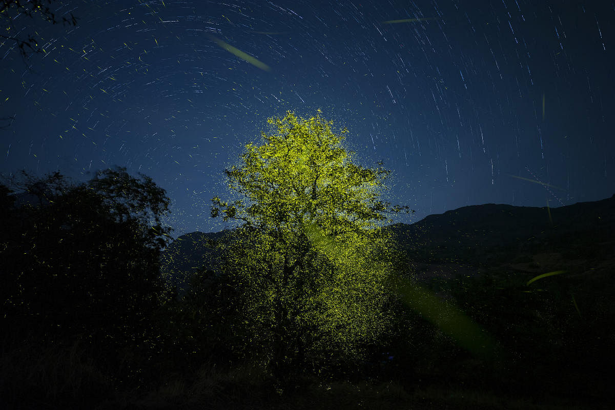 Firefly with star trails