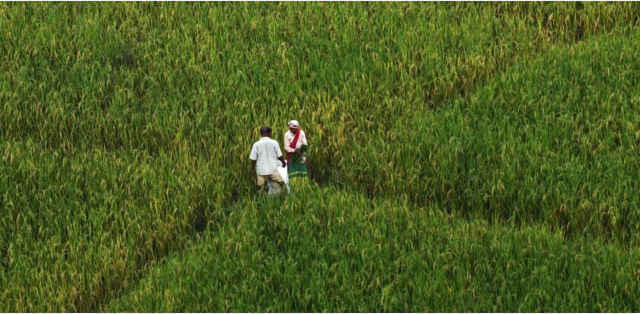 Farmers work in a paddy field in Darragiri village some 100 kms from Guwahati, the capital city of India’s northeastern state of Assam. Credit: AFP