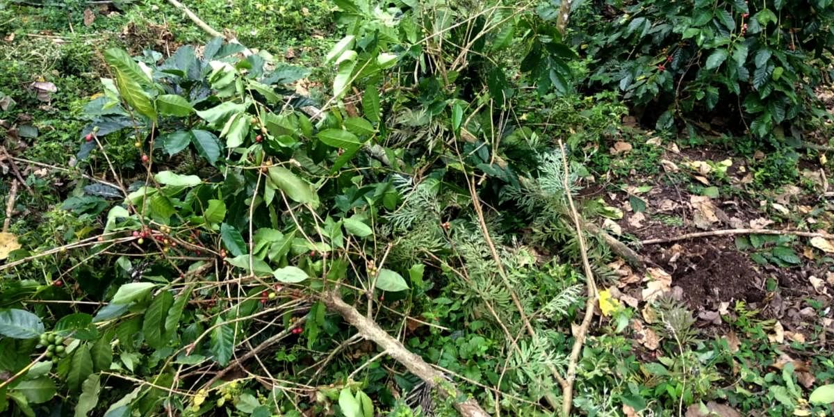 The coffee plants damaged by stray cattle at Aigooru. Credit: DH