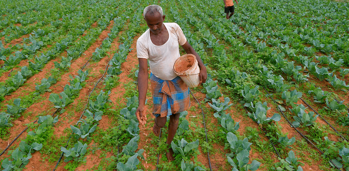 A farmer sprinkles fertiliser to cauliflower crop at his field, on the outskirts of Bangalore. Credits: AFP Photo