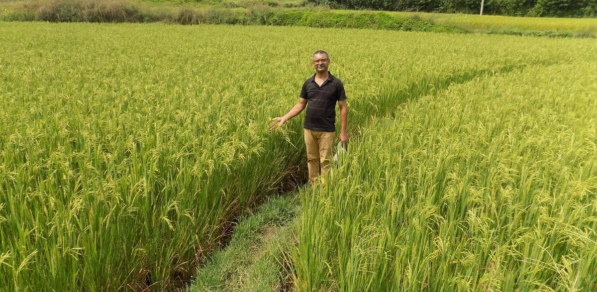 Podamada Mohan at his paddy farm in Balele Devanuru.