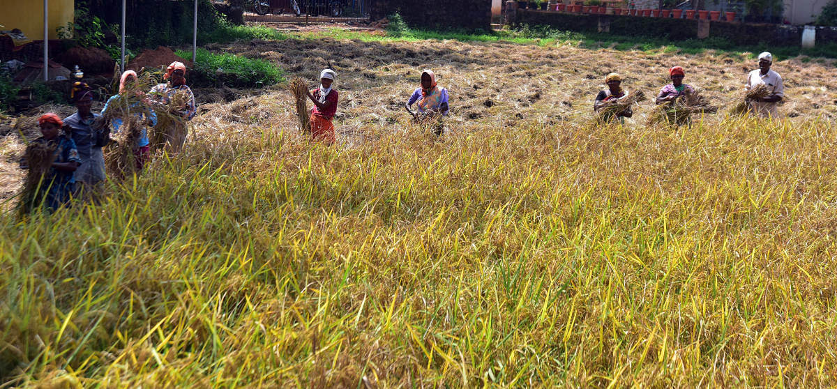 Labourers engaged in harvesting paddy in the field belonging to Francis Saldanha at Chilimbi in Mangaluru. DH Photo/Govindraj Javali