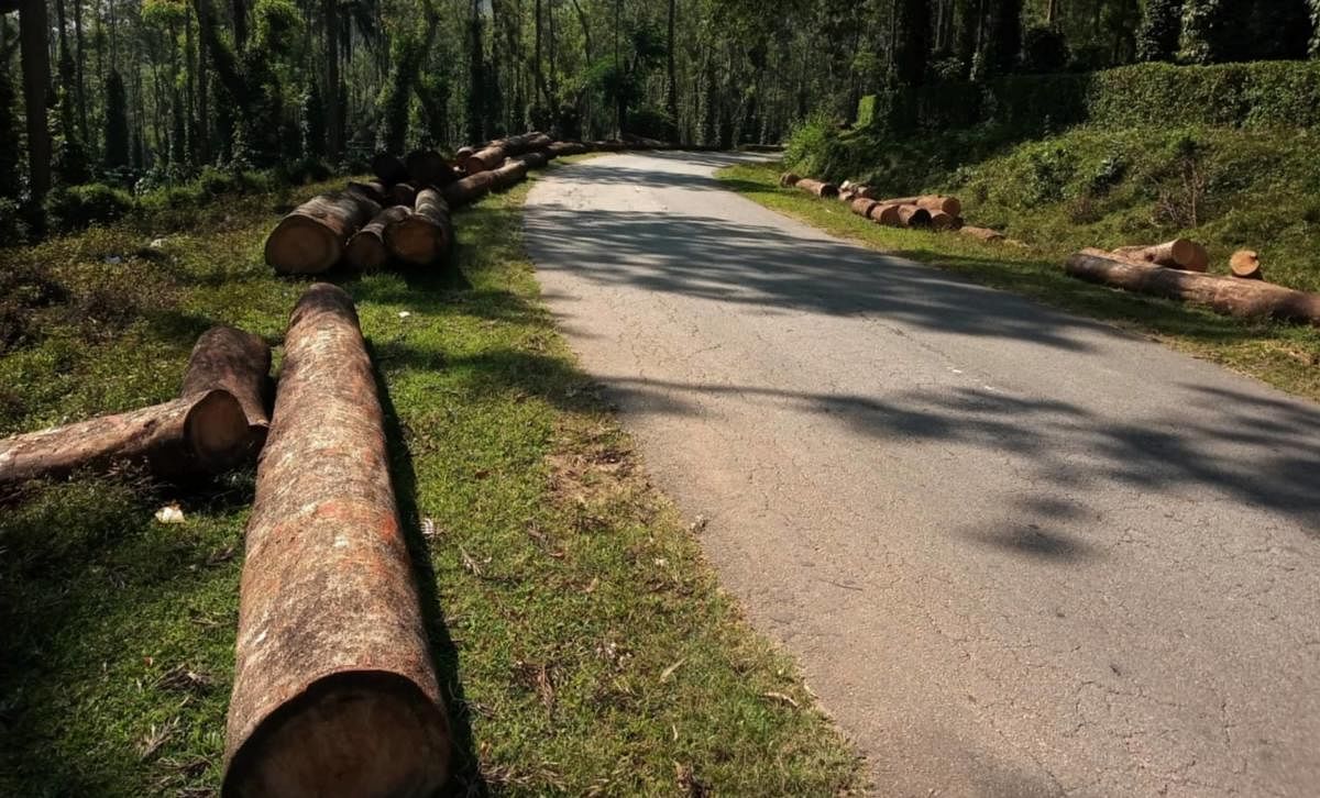 Wooden logs on either side of Somwarpet-Madikeri state highway near Madapura.