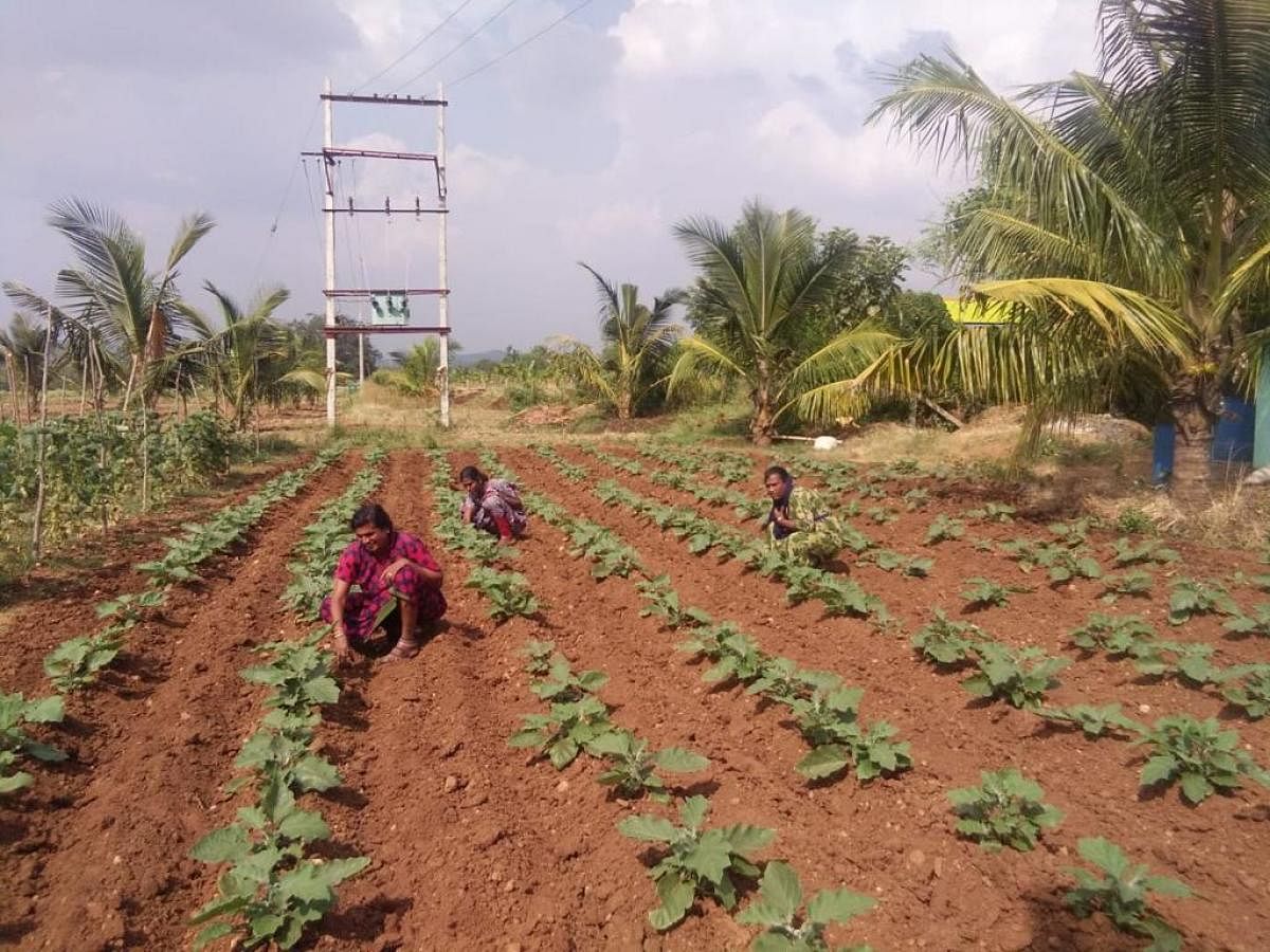 Farming undertaken by members of the Transgender community in Chikkamagaluru; (top) the six-member team in Chikkamagaluru engaged in farming