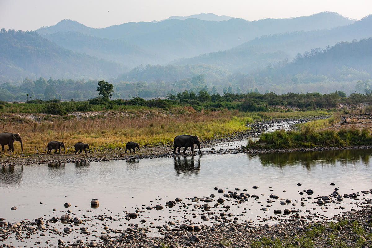 Jim Corbett National Park