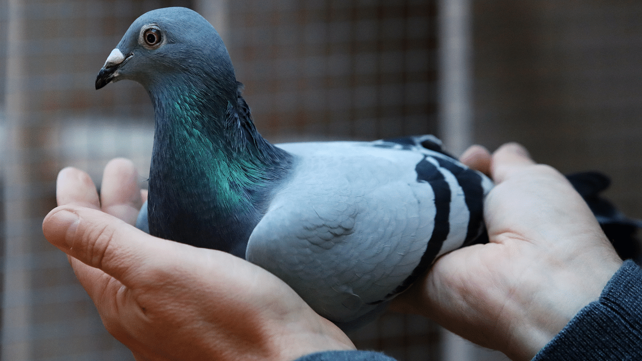 A two-year old female pigeon named New Kim, that will set a new world record price, is seen in Knesselare. Credits: Reuters Photo