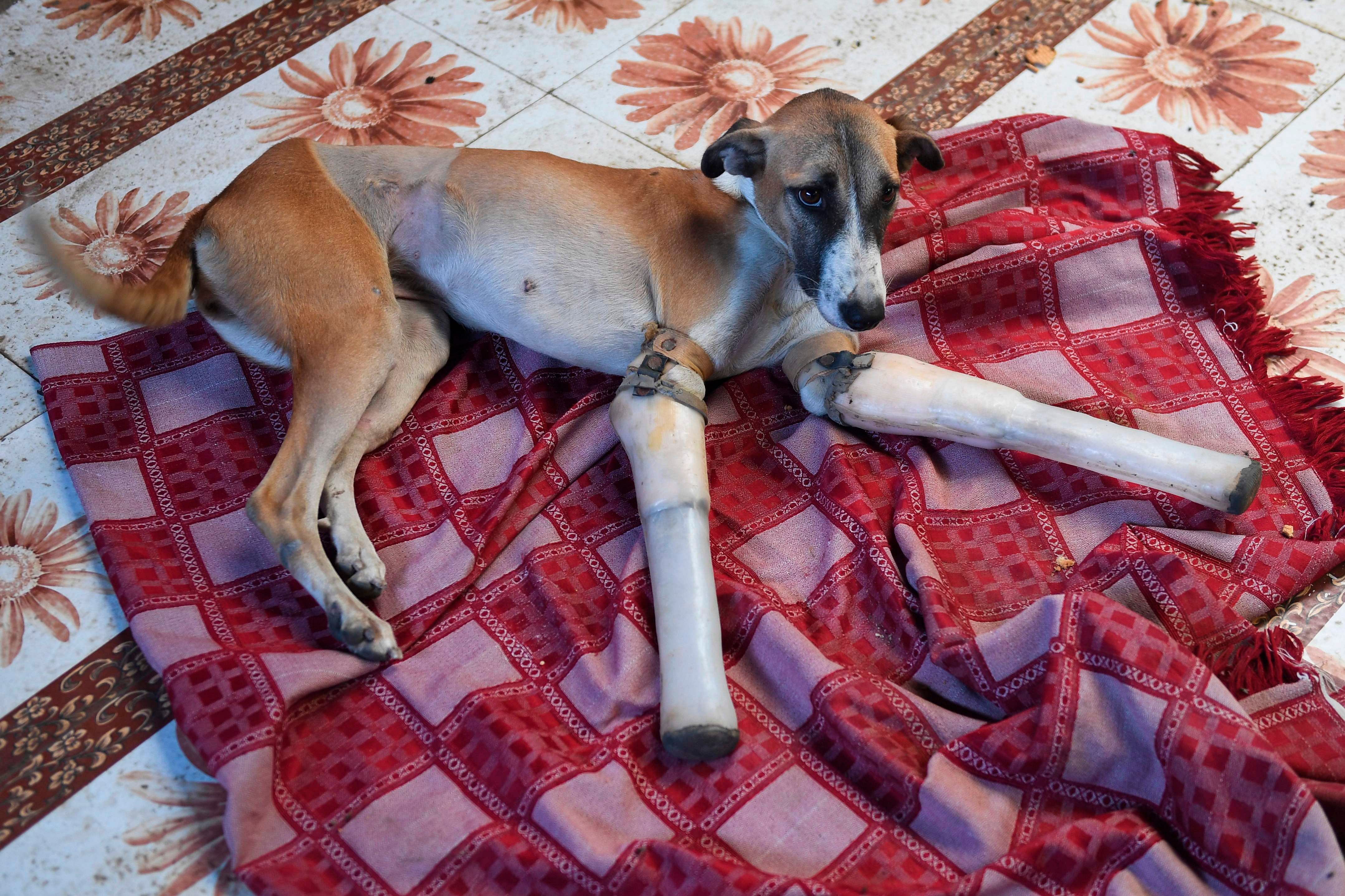 Rocky, a female dog who lost her front legs in a train accident, rests at the People For Animal Trust in Faridabad on November 17, 2020. - A street dog that had its front legs after being run over by a train in northern India has found a new home in Britain after enduring a year of surgeries and learning to walk again with new prosthetics. Credit: AFP Photo