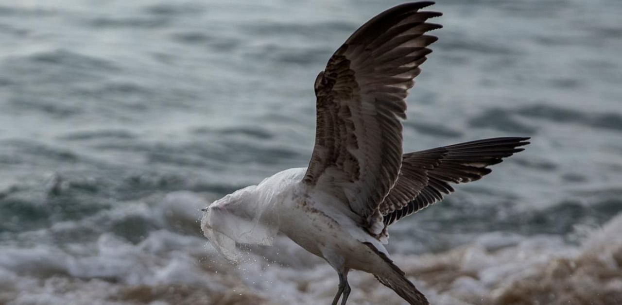 A seagull struggles to take flight covered by a plastic bag. Credit: AFP Photo