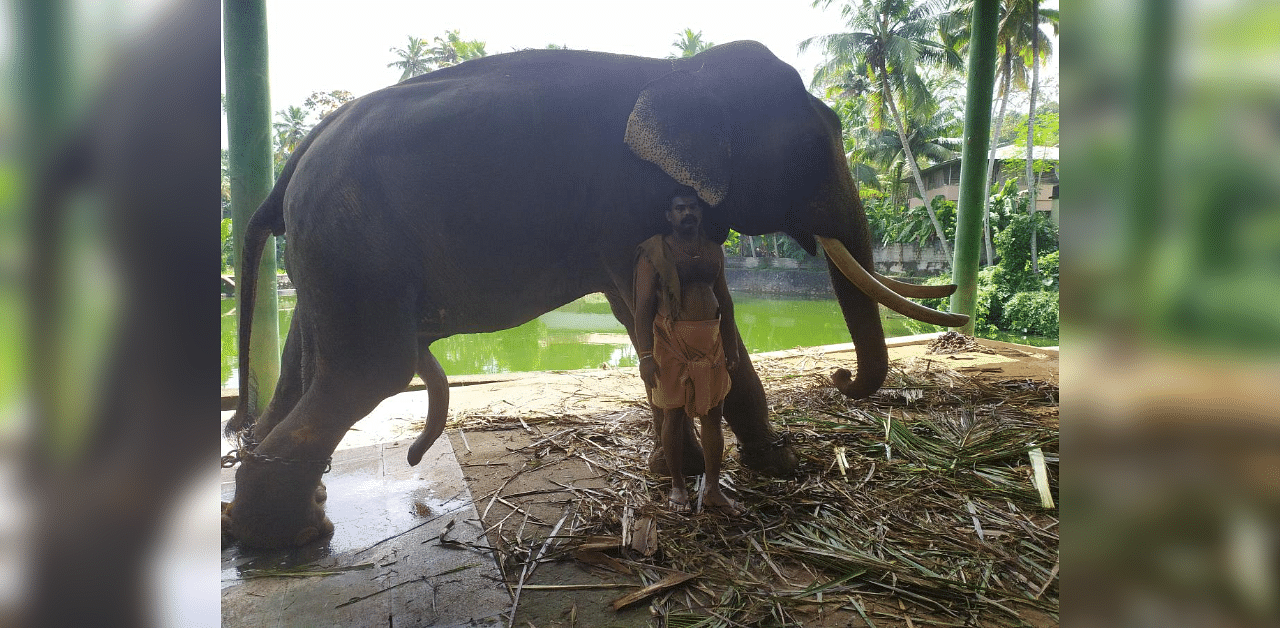 Sree Vallabhan's mahout for the past eight years said the elephant's overgrown tusks are affecting his comfort and is not able to take coconut leaves which is one of its feed. Credit: DH Photo