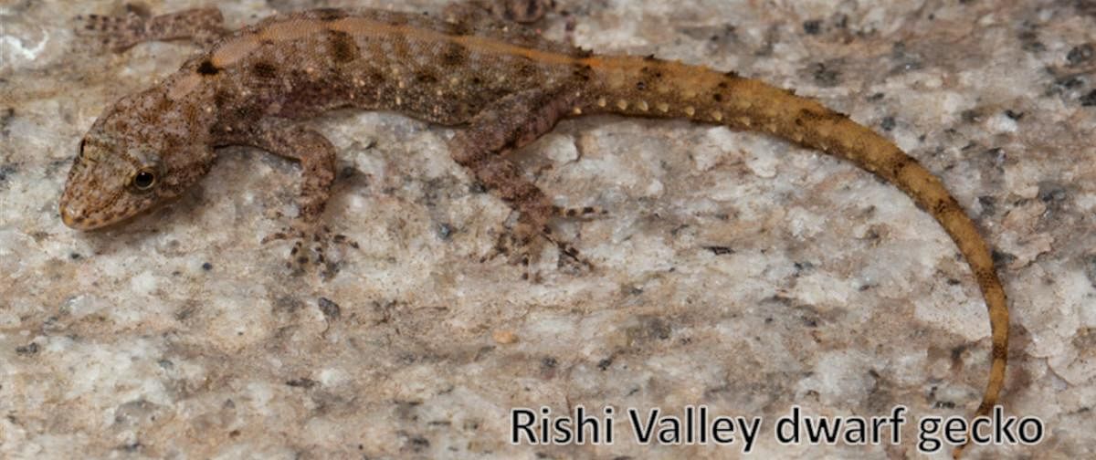 Rishi Valley Dwarf Gecko