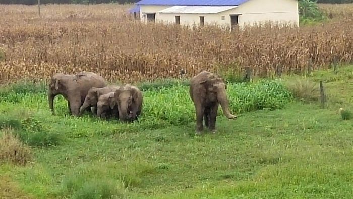 The farmers are also informed whenever the movement of elephants is tracked, in order to alert them. Credit: DH File Photo