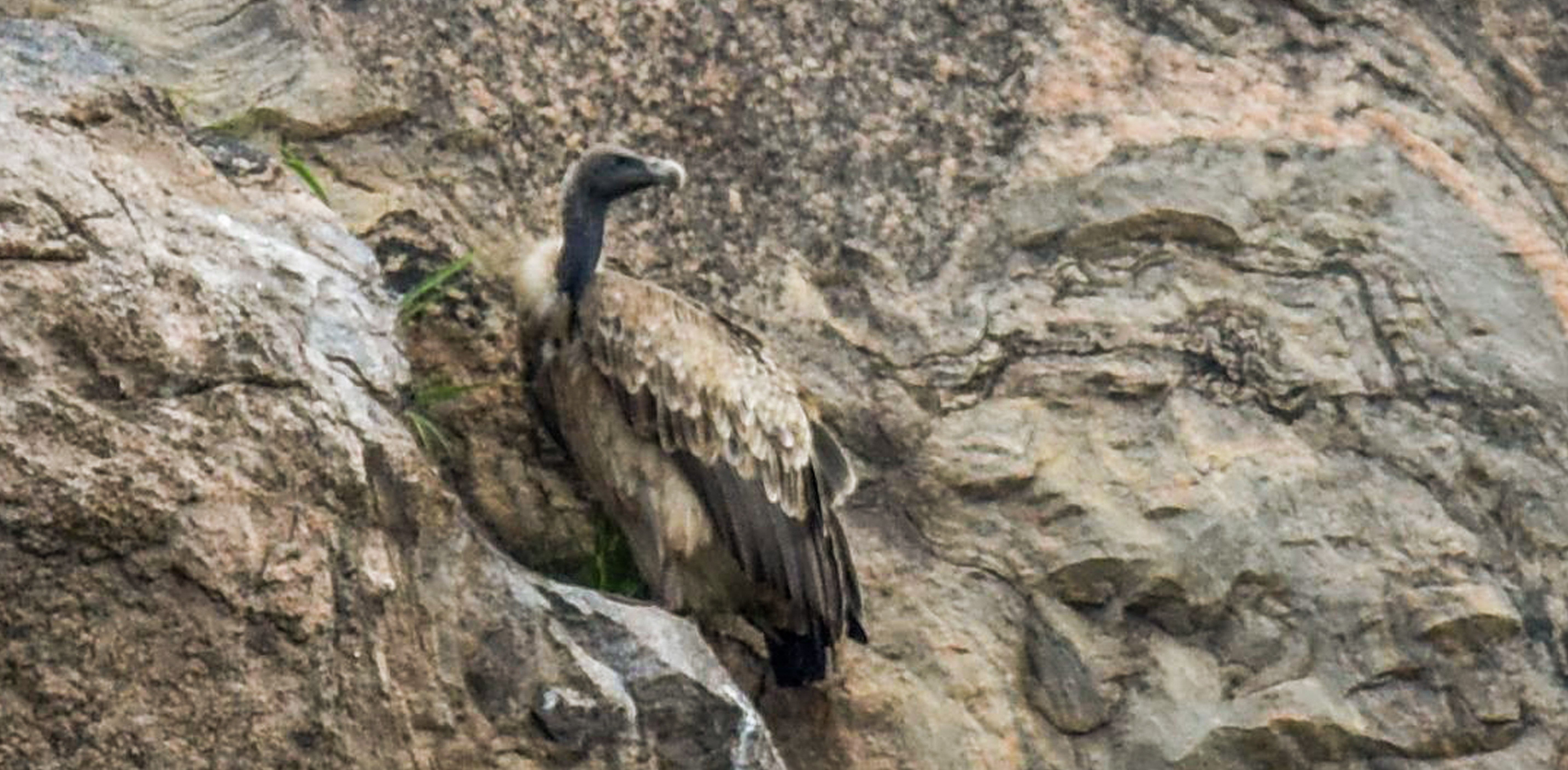 The pre-natal and newborn vulture mortality rate is around 70 per cent. Thus, the facility would help in multiplying the bird population. Credit: DH File Photo