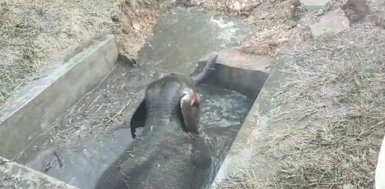 The elephant calf that fell into a tank. Credit: DH photo.