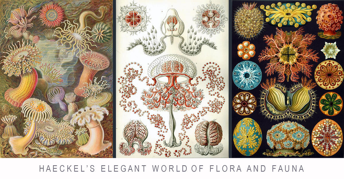 Haeckel's elegant world of flora and fauna