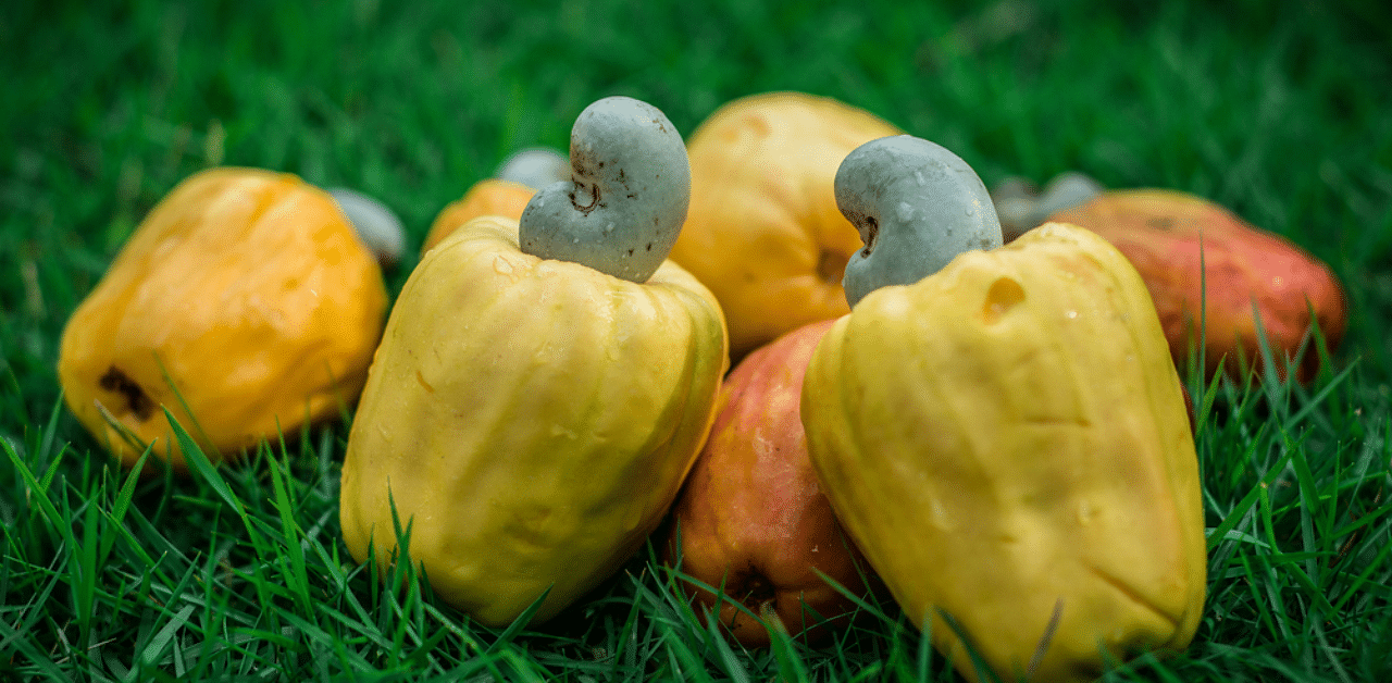 Cashew feni is a double distilled alcohol sourced from fermented juice extracted from the cashew apple and is a popular alcoholic beverage in Goa. Representative image: iStock Photo