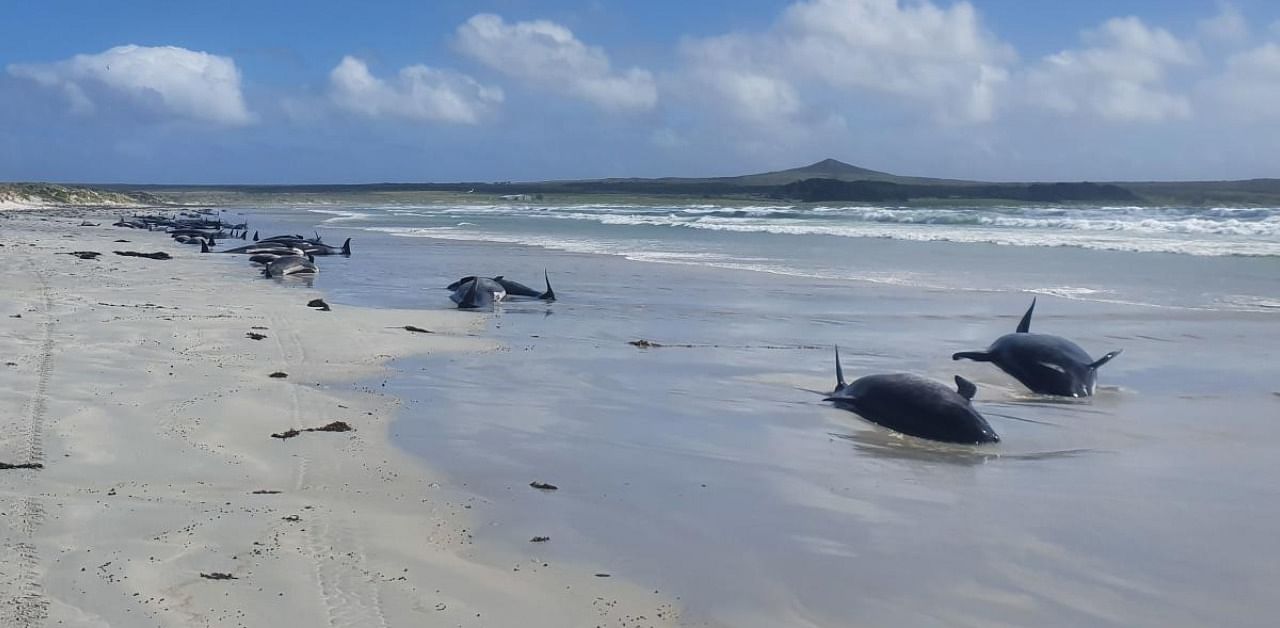 Pilot whales stranded in New Zealand beach. Credit: AFP Photo