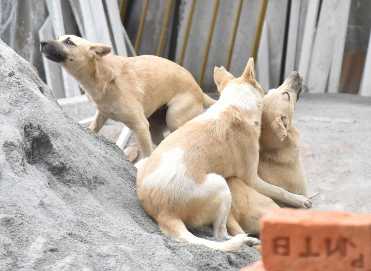 Stary dogs that have undergone the ABC procedure will be vaccinated against rabies using the app method. Credit: DH photo/Janardhan B K.