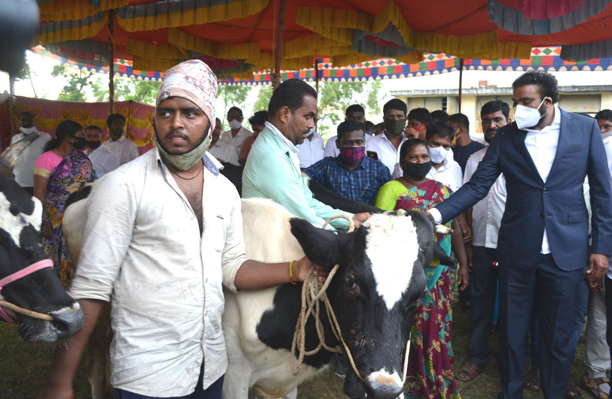 Minister B Sriramulu distributes cows under Animal Husbandry scheme to the beneficiaries of Nagapura Tribal hamlet in Hunsur taluk on Thursday. DH PHOTO