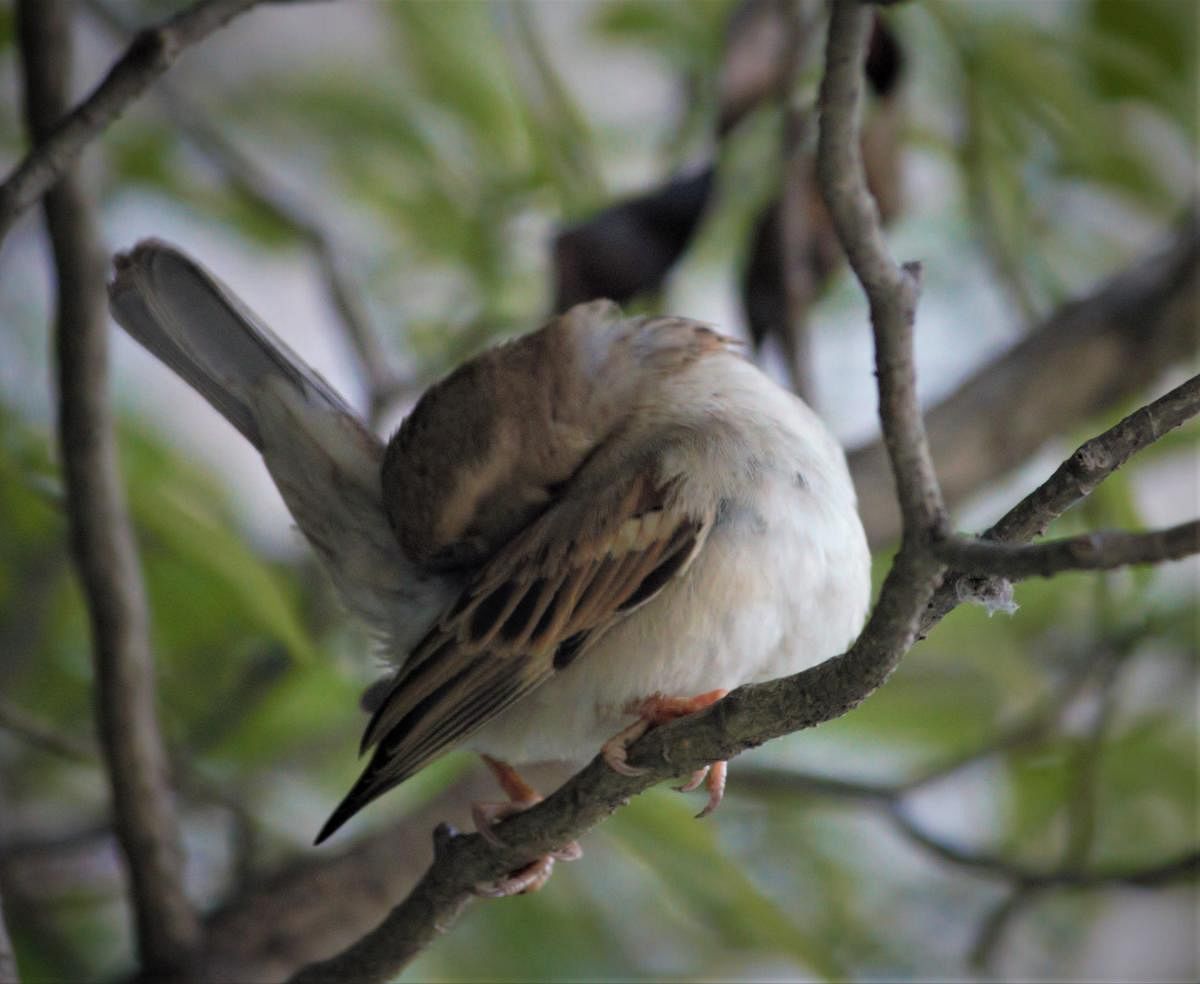 A house sparrow preening itself. Photo by Jagpreet Luthra