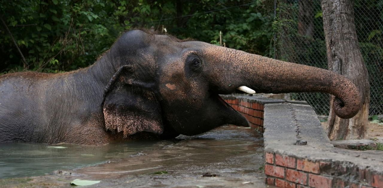 Kaavan, an elephant waiting to be transported to a sanctuary in Cambodia, is seen during a farewell ceremony at the Marghazar Zoo in Islamabad, Pakistan. Credit: Reuters Photo