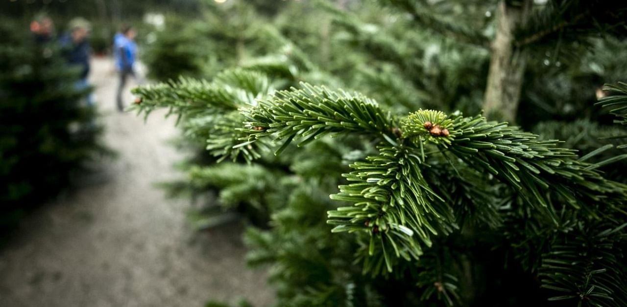 Hundreds of trees are ready to be cut for Christmas. Credit: AFP Photo