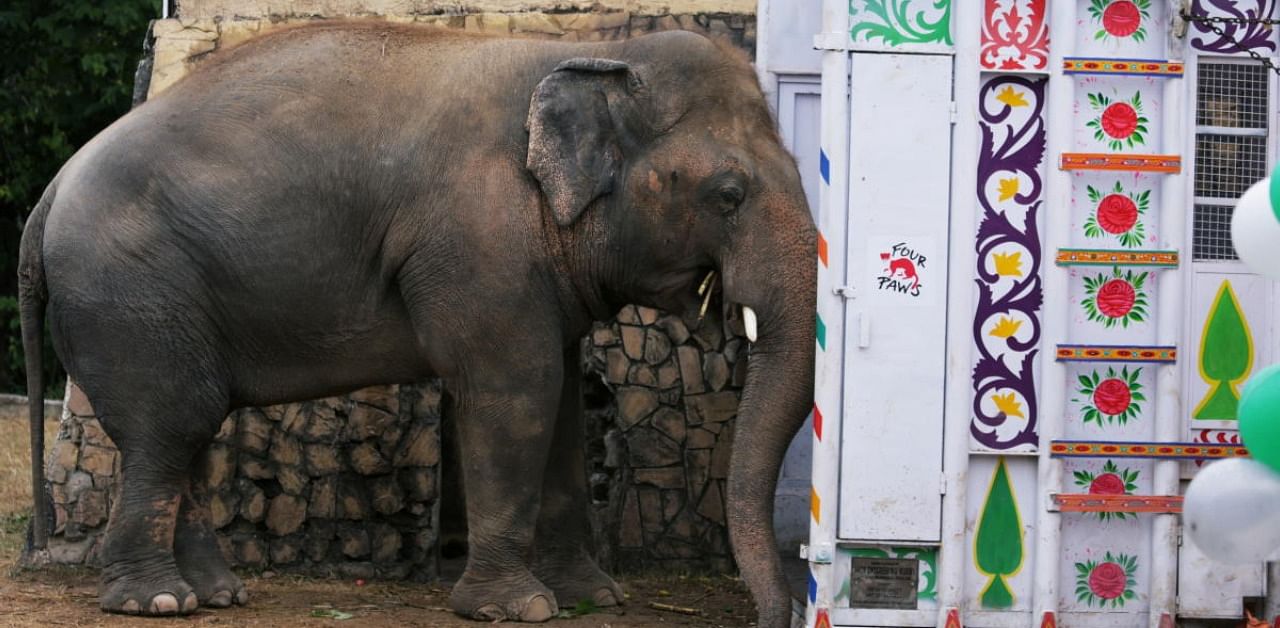 The loneliest elephant, Kaavan. Credit: Reuters Photo