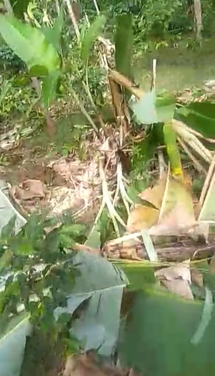 The crops damaged by elephants at Halagote near Kushalnagar.