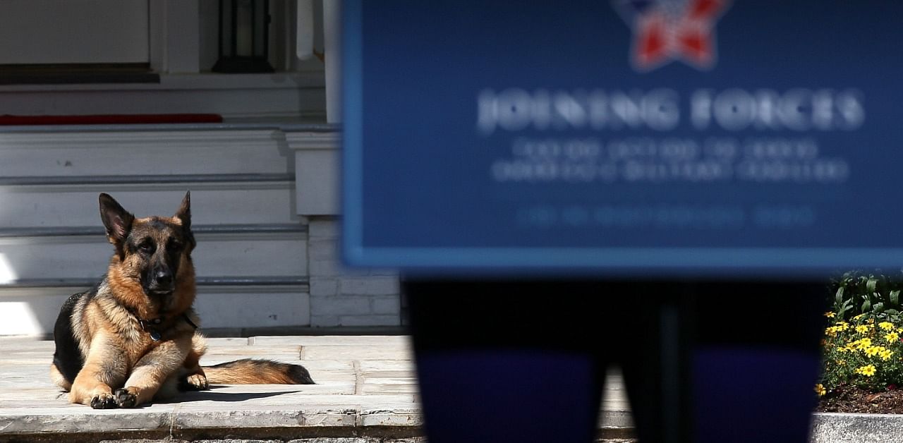 In this file photo taken on May 10, 2012 Vice President Joe Biden's dog, Champ, lays down during speeches during a Joining Forces service event. Credit: AFP Photo