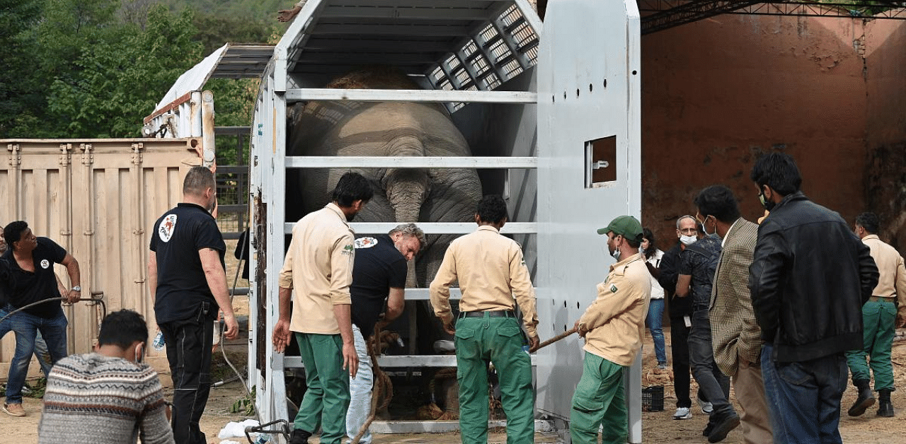 Following years of public outcry, the "world's loneliest elephant" was poised to embark on a mammoth journey from Pakistan to a sanctuary in Cambodia. Credit: AFP Photo