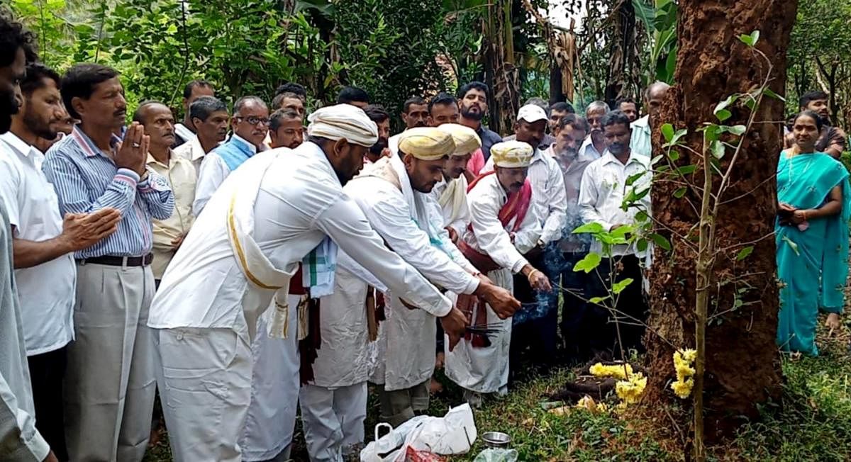 Emme Suggi Utsava commenced in Nagaralli in Somwarpet.