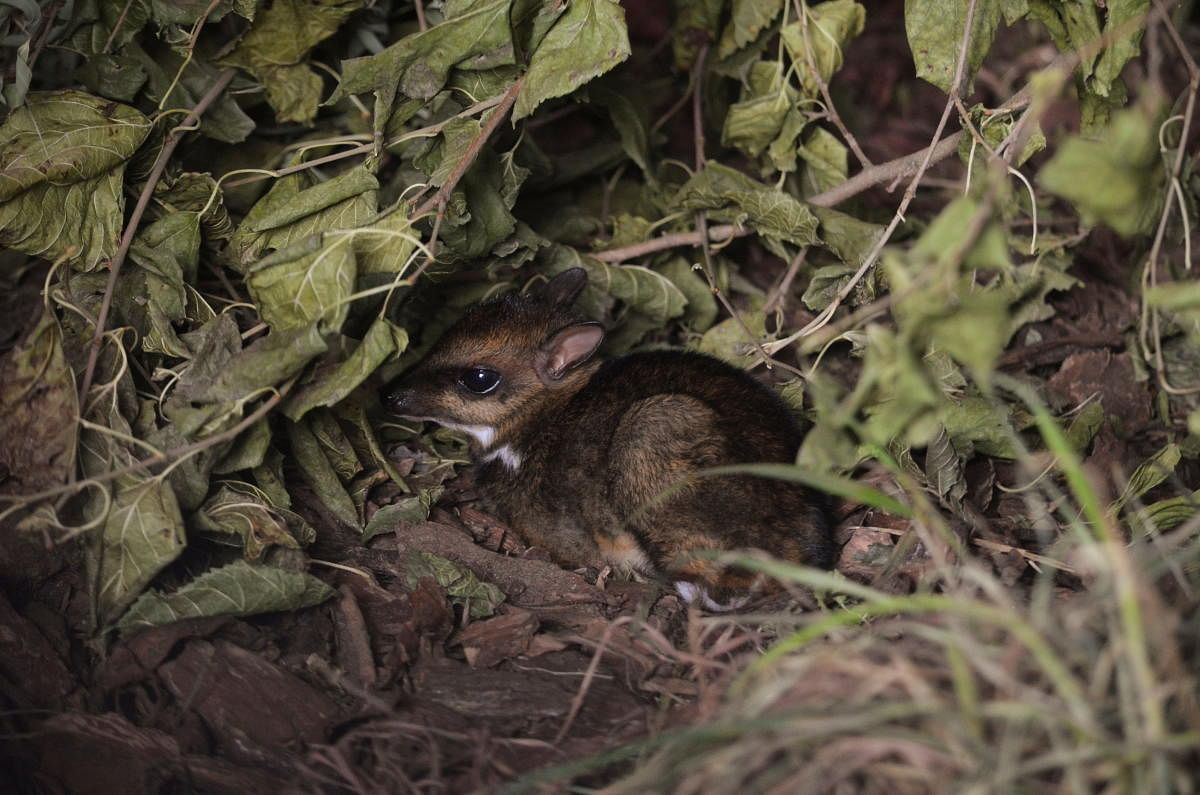 Philippine mouse-deer, born at Zoo Wroclaw, Poland on November 10, 2020 is seen in this undated photo. The zoo has caught the birth of the tiny mouse-deer on camera for the first time ever, in a hopeful moment for the highly endangered species originating from the Philippines. Credit: Wroclaw Zoo/Handout via REUTERS