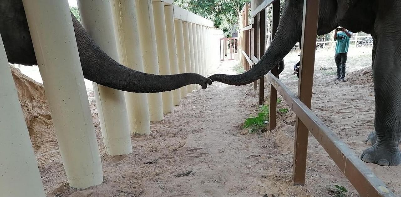  Kaavan (L) touching trunks with another elephant in his new enclosure at the Kulen Prom Tep Wildlife Sanctuary in Cambodia. Credit: AFP Photo
