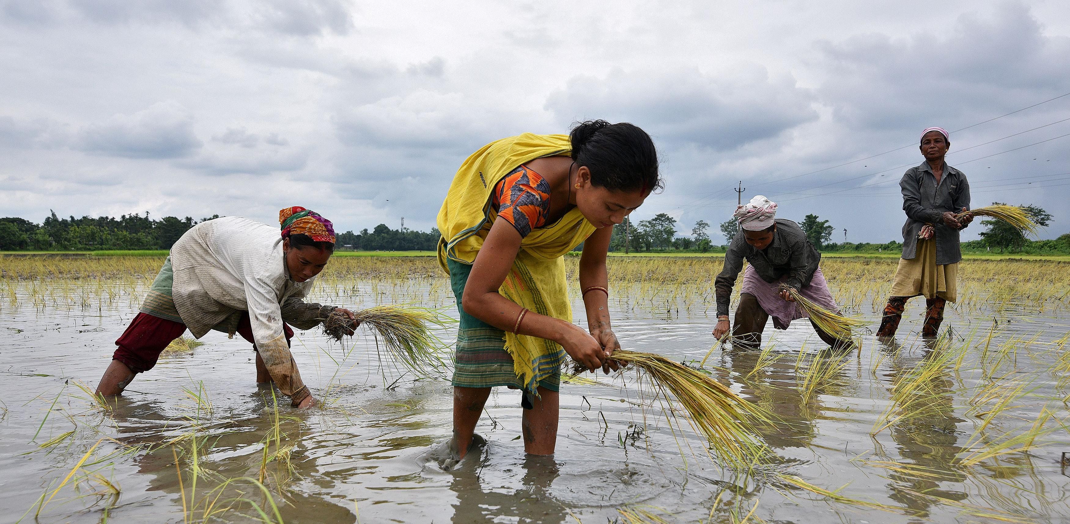 Women plant rice saplings at a paddy field in a village in Nagaon district, in the northeastern state of Assam. Credit: Reuters