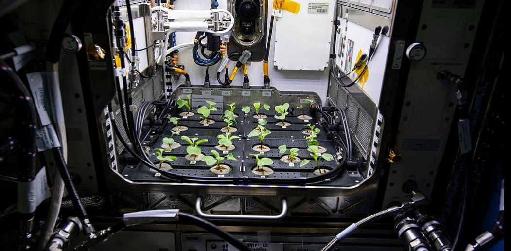 Radishes were chosen as they are both edible and nutrient-rich, and share genetic similarities with Arabidopsis, an extensively studied plant species under microgravity. Credit: NASA/Kate Rubins