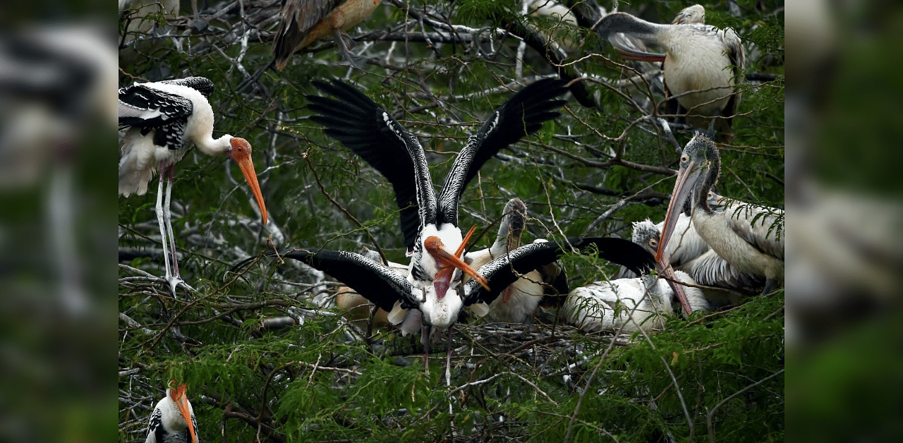 A flock of coloured pelican gather near the marshland in Chennai. The Pallikaranai marshland, home to more than 120 migratory and indigenous birds like pelicans, painted storks, spoonbills and cormorants, is a treat for the eyes of bird watchers. Credit: PTI Photo