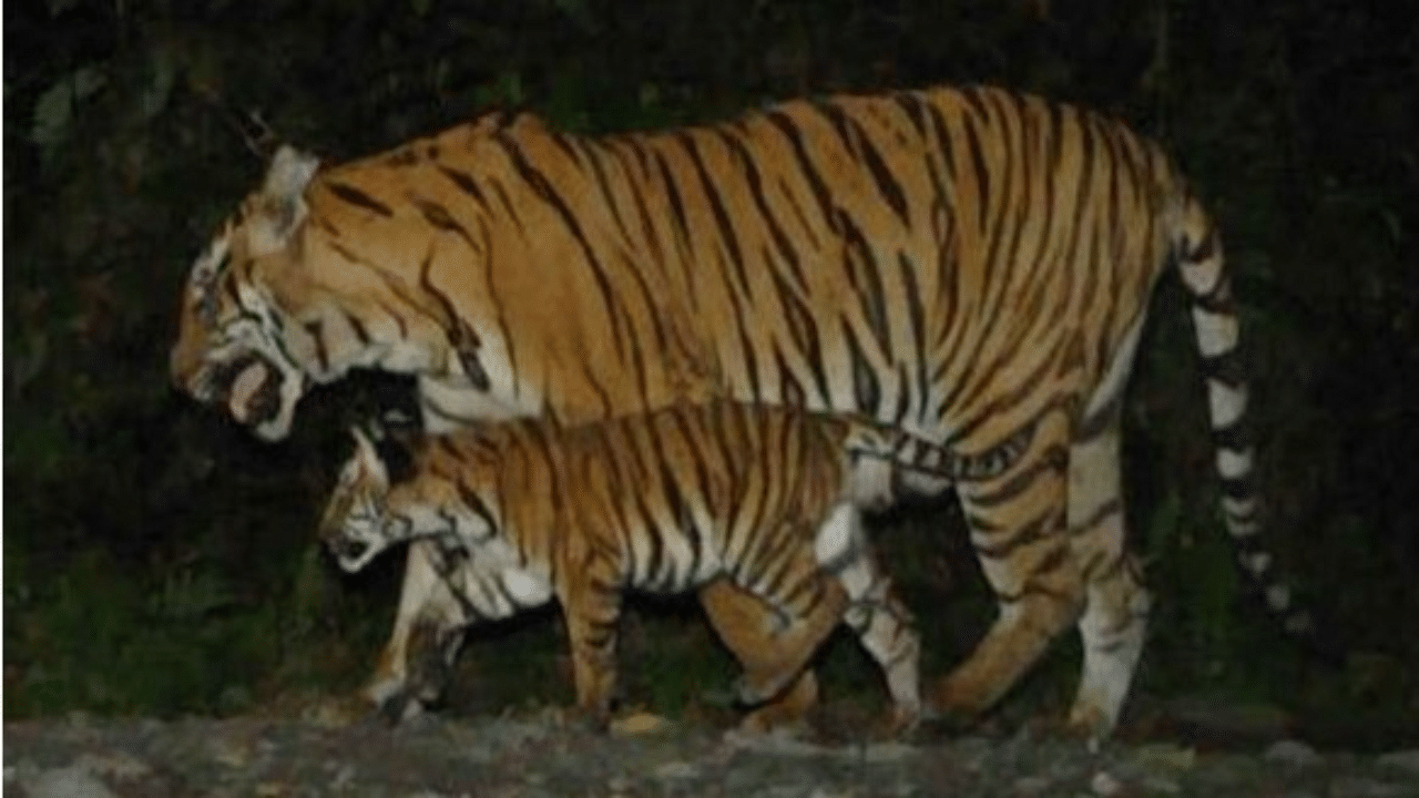 Tigers at Assam's Manas National Park. Credit: Aaranyak, Assam