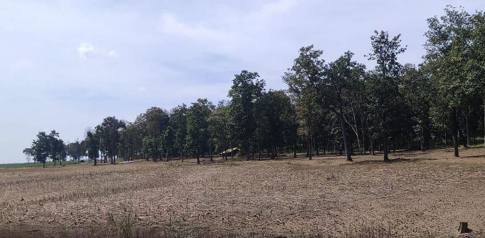 Encroached forest land in Bhagawati forest range in Haliyal division. Credit: Special arrangement