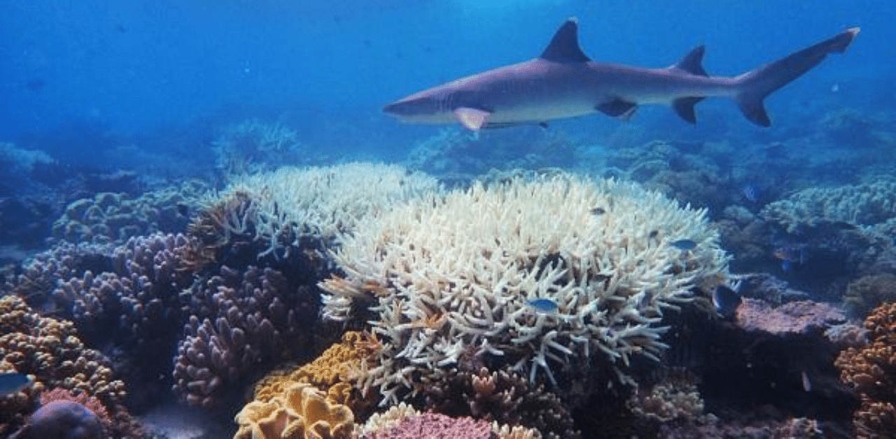 Australia's Great Barrier Reef has suffered its most widespread coral bleaching on record. Credit: AFP Photo