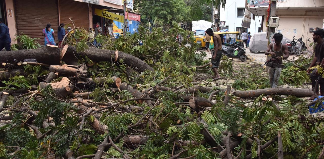 An activist said the entire process of public notice was a "sham". “For a layman interested in saving trees, the procedure adopted by BBMP is confusing.  Credit: DH Photo
