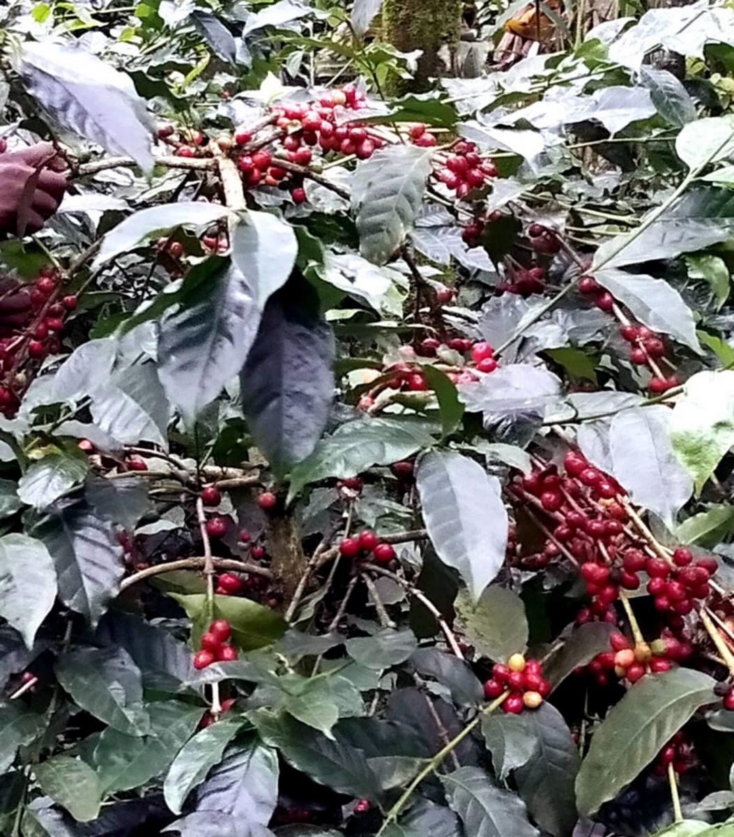 The Arabica coffee ready for harvest in Somwarpet.