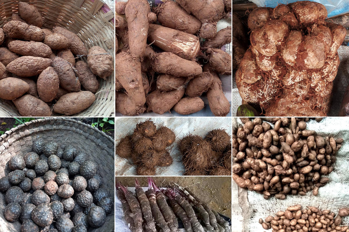 From top left Katekanga, mundlyo, chirko, kuka, madi (below), tuber of air potato and air potatoes. PHOTO BY AUTHOR