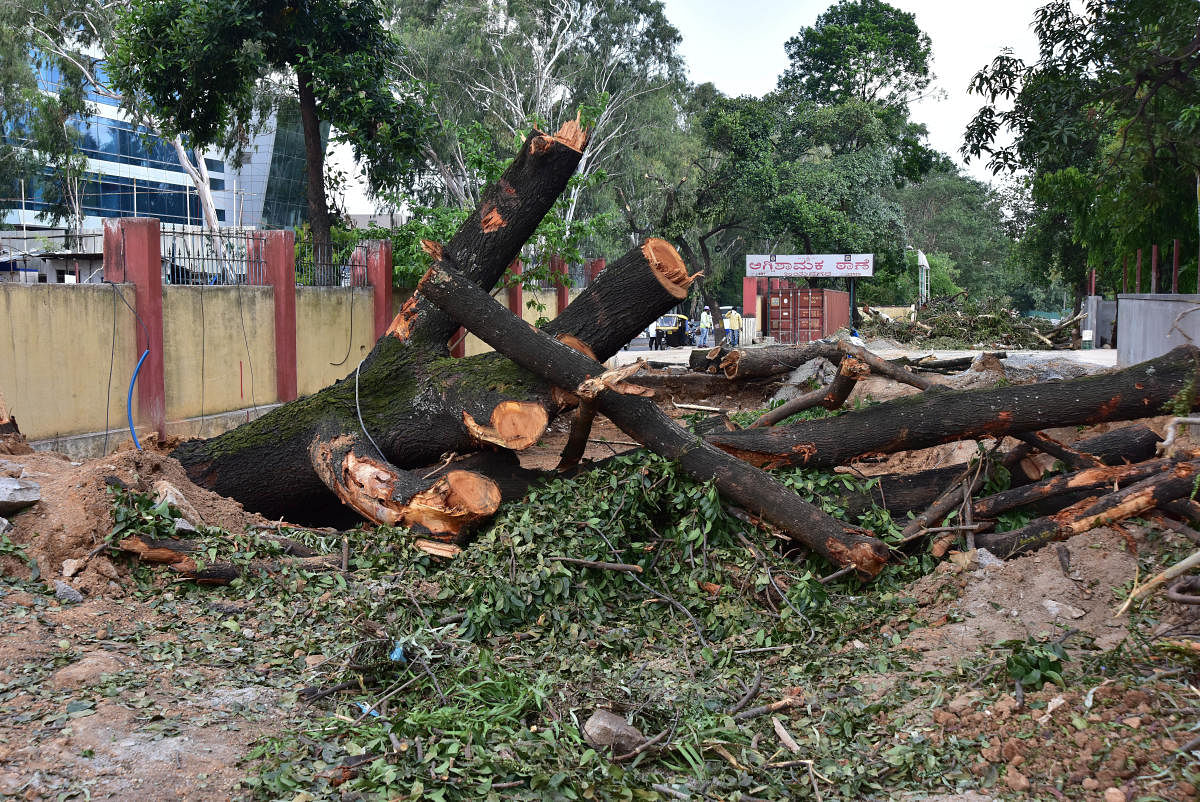 On November 21, the BBMP issued a public notification to remove 106 trees for two metro works. Credit: DH FILE PHOTO