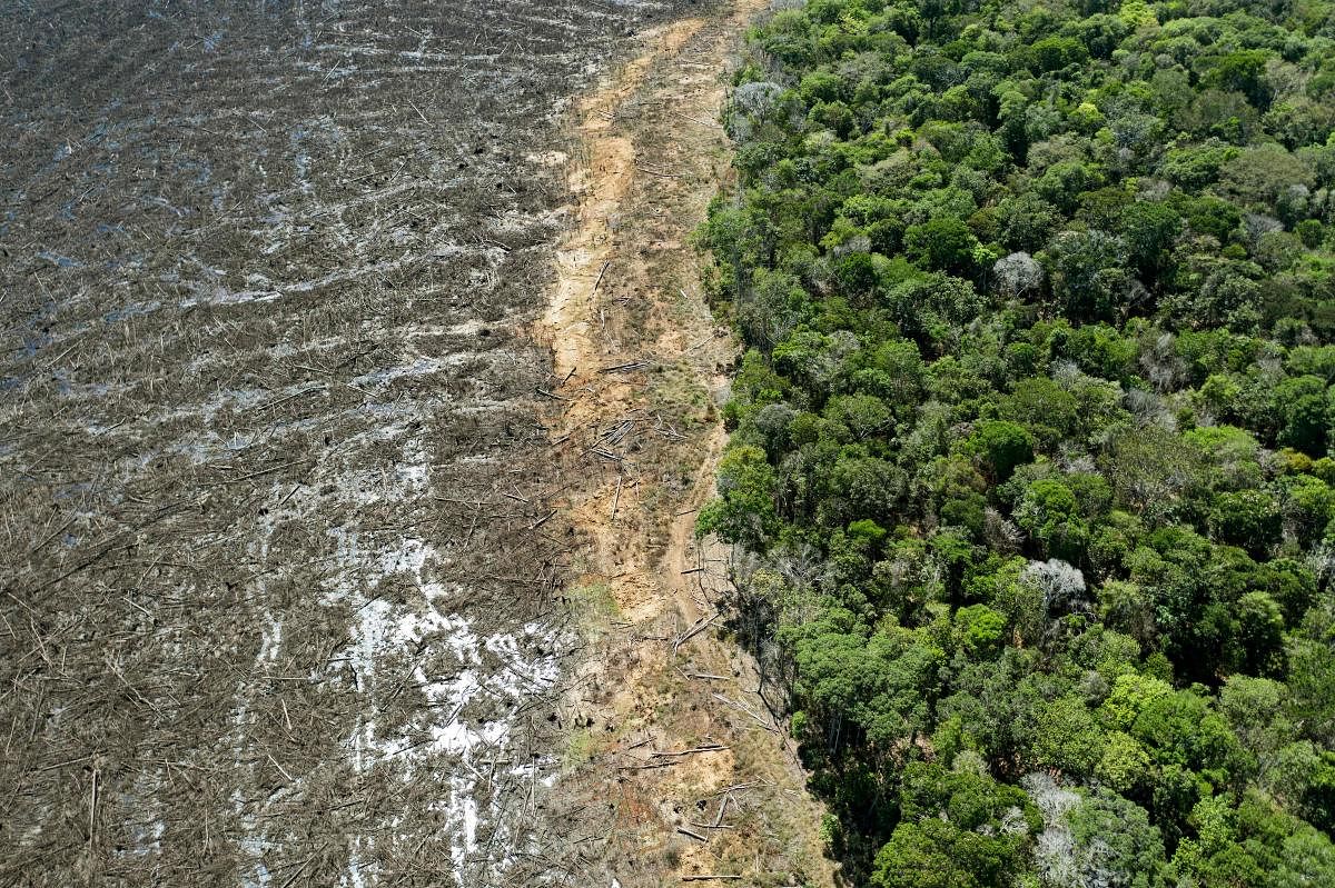 Amazon forest. Credit AFP file photo. 
