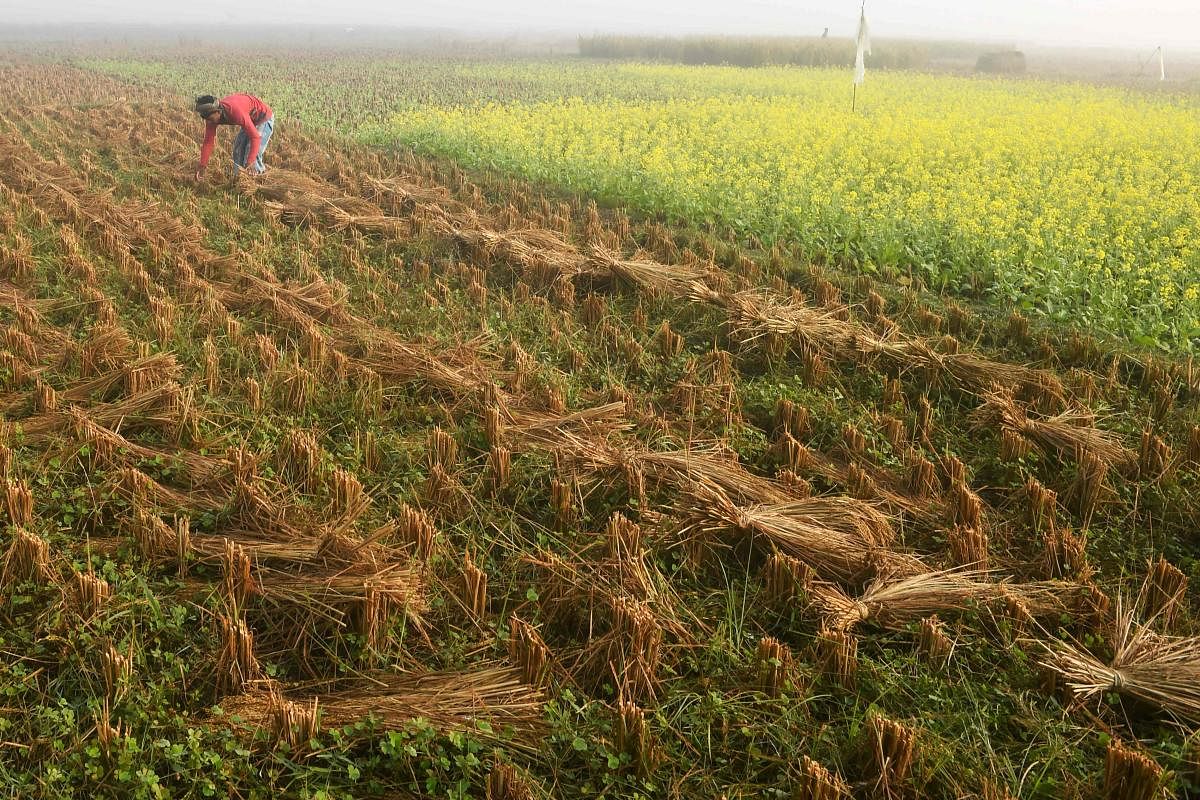 A farmer harvests paddy crop in a field on the outskirts of Kolkata. Credit: AFP photo. 