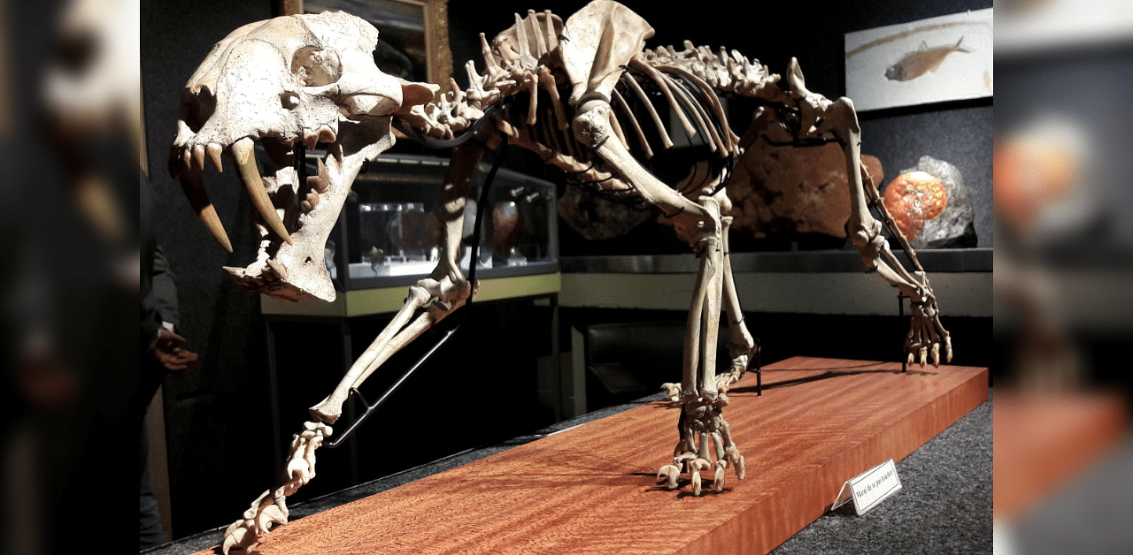 The skeleton of a saber-toothed tiger hoplophoneus primaveus is seen during an auction preview at Piguet Auction House in Geneva. Credit: Reuters Photo