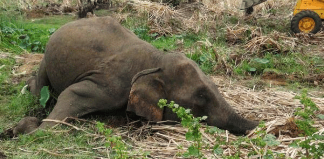 The dead body of an elephant is seen laying in a field near Sigiriya village, some 177 kilometres north of the capital of Colombo. Credit: AFP