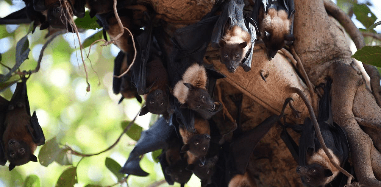 Bats are thought to be the original or intermediary hosts for multiple viruses that have spawned recent epidemics, including SARS, MERS, Ebola, Nipah virus, Hendra virus, and Marburg virus. Credit: AFP File Photo
