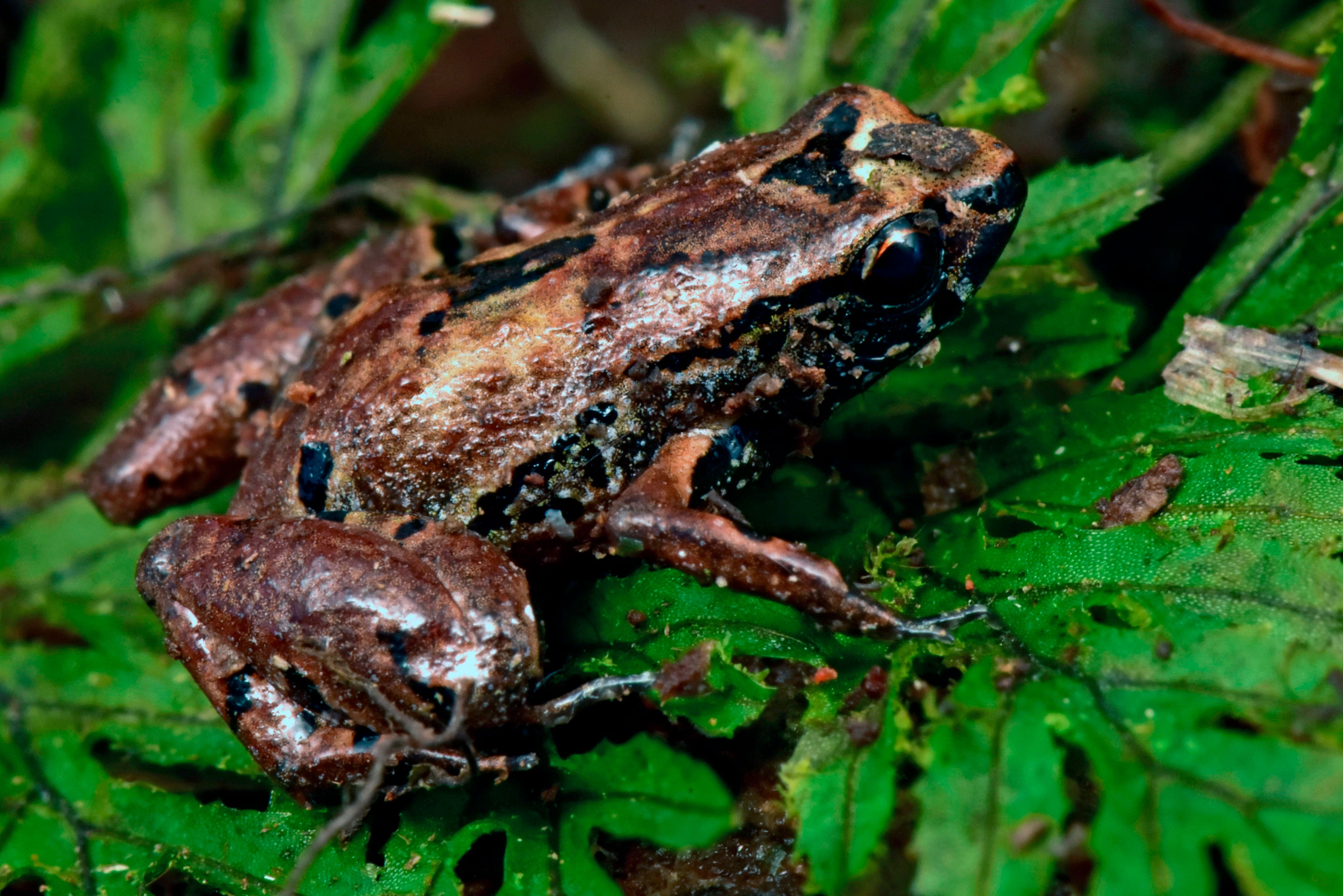 Handout picture released on December 13, 2020 by Conservation International showing a lilliputian frog recently found at the forests of Bolivia’s Zongo Valley, north of La Paz, Bolivia. - A scientific expedition discovered 20 new species of flora and fauna in the Bolivian Andes, including a snake, a viper and a frog, and rediscovered four other species that were believed to be extinct. Credit: AFP Photo