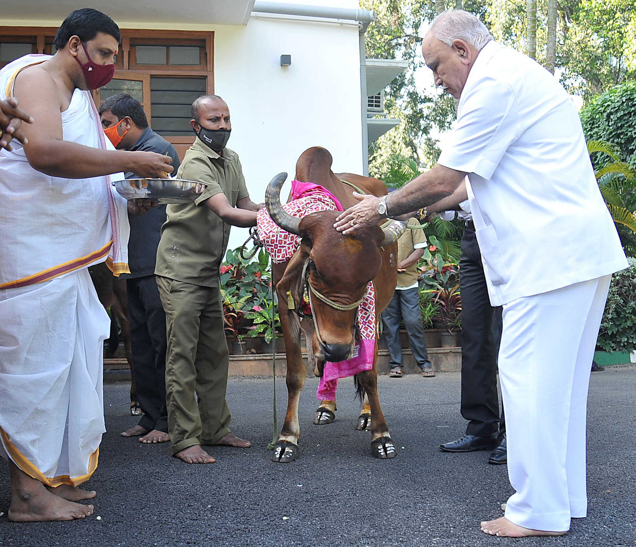 Chief Minister BS Yediyurappa performs 'Gau Pooja' to cattle at his official residence Cauvery on Friday. Credit: DH Photo/Pushkar V