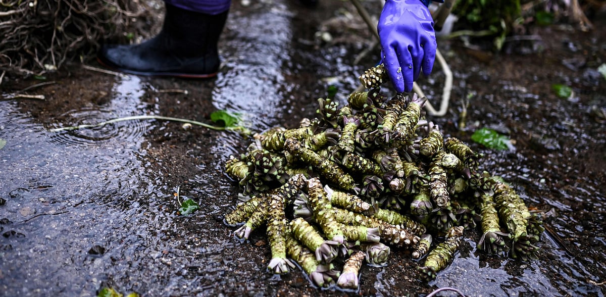 Japan's wasabi producers farm 'green gold'